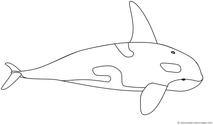 schwertwal-malen-ausmalvorlage