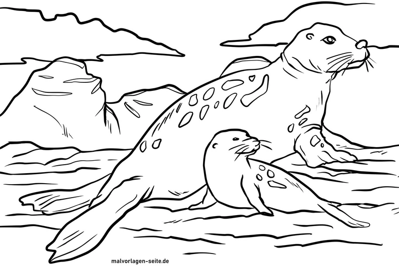 seehunde-in-der-natur-malvorlage
