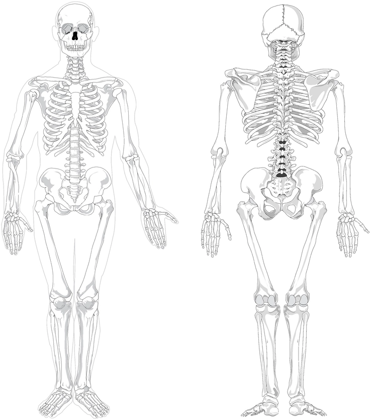 skelett-anatomie-vorlage-zum-ausmalen