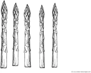 spargel-malen-ausmalvorlage