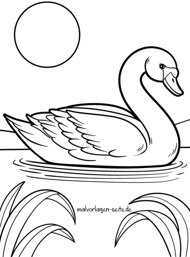 stolzer-schwan-auf-dem-wasser