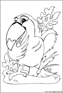 tukan-vogel-ausmalvorlage-kreativ-entdecken