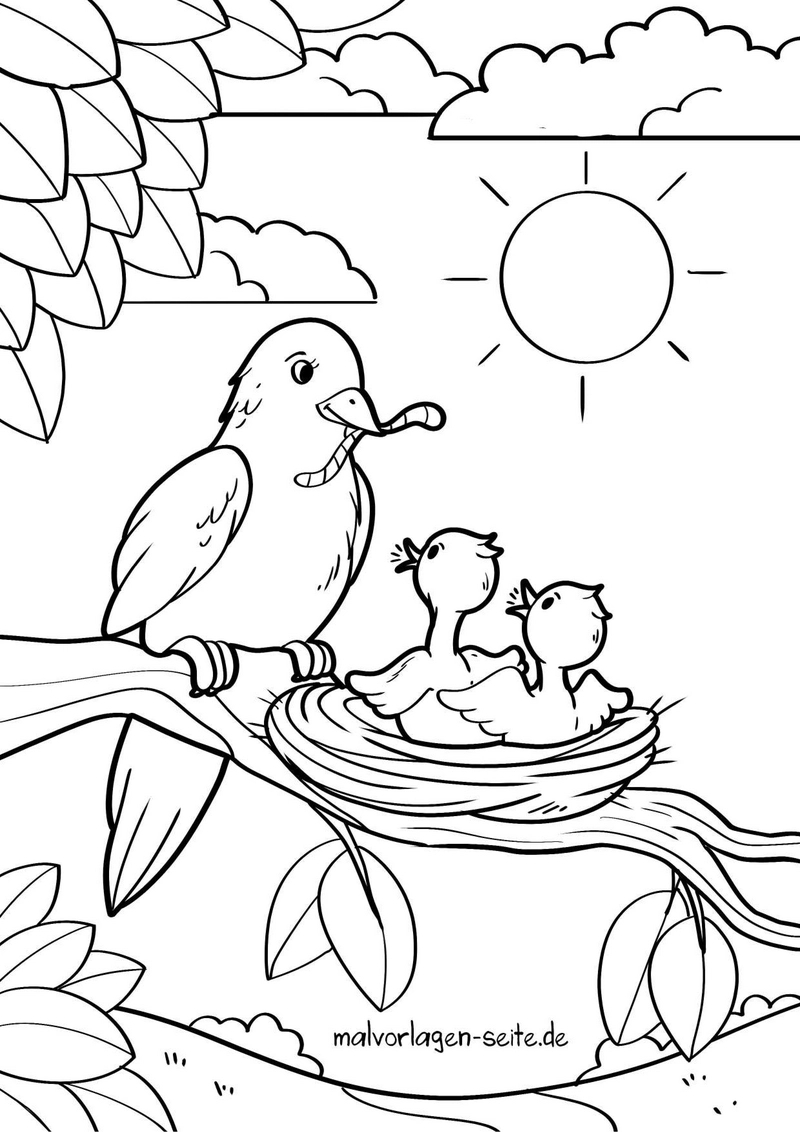 vogel-kueken-im-nest-und-sonne