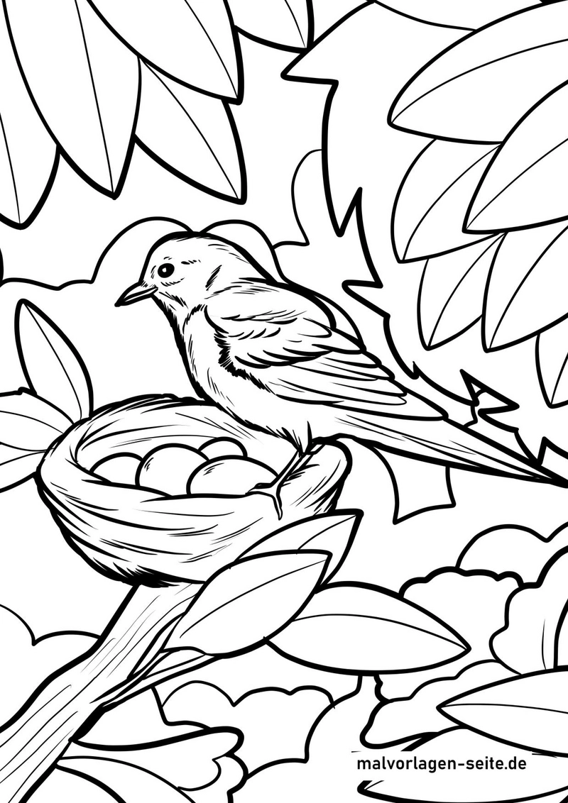 vogelnest-mit-vogel-und-eiern-in-der-natur