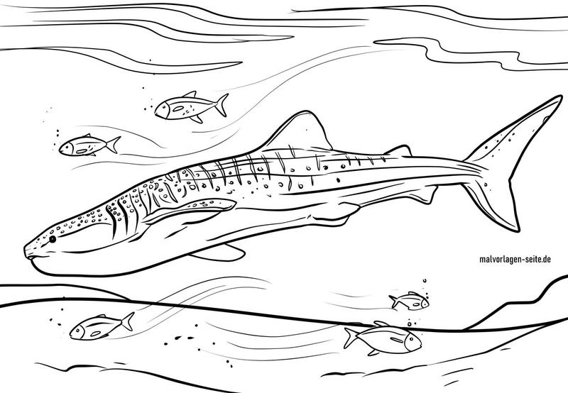 walhai-mit-fischen-im-ozean