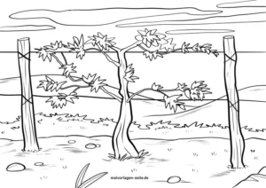 weinstock-an-einem-zaun-in-der-natur