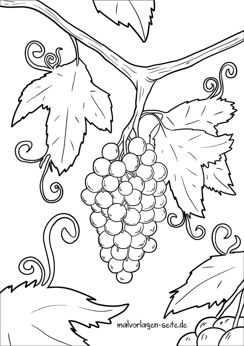 weintrauben-an-einem-rebstock-ausmalvorlage
