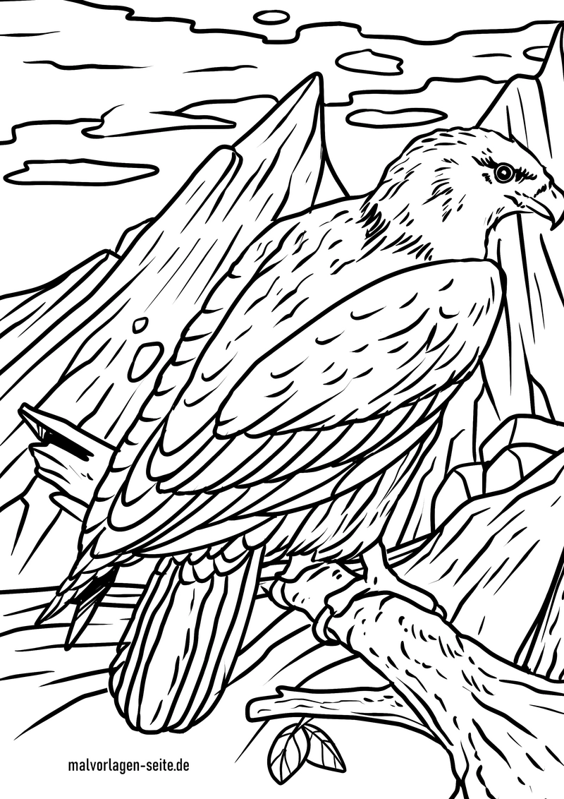 weisskopfseeadler-in-der-natur-malen