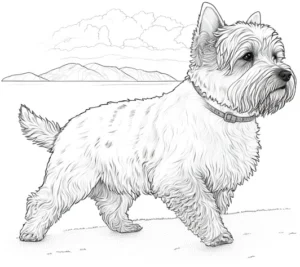 west-highland-white-terrier-ausmalbild